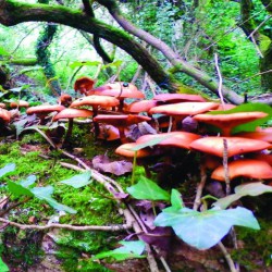 The Mushroom Project ‎– The Mushroom Project