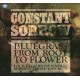 Constant Sorrow - Bluegrass from Root to Flower